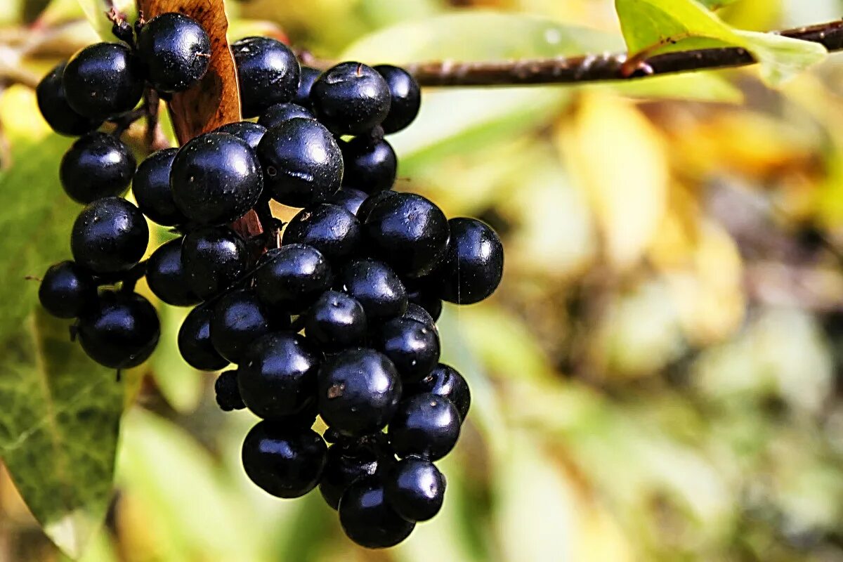 Названия черных ягод с фото Free Images : nature, grape, fruit, berry, flower, bush, food, produce, shrub, f