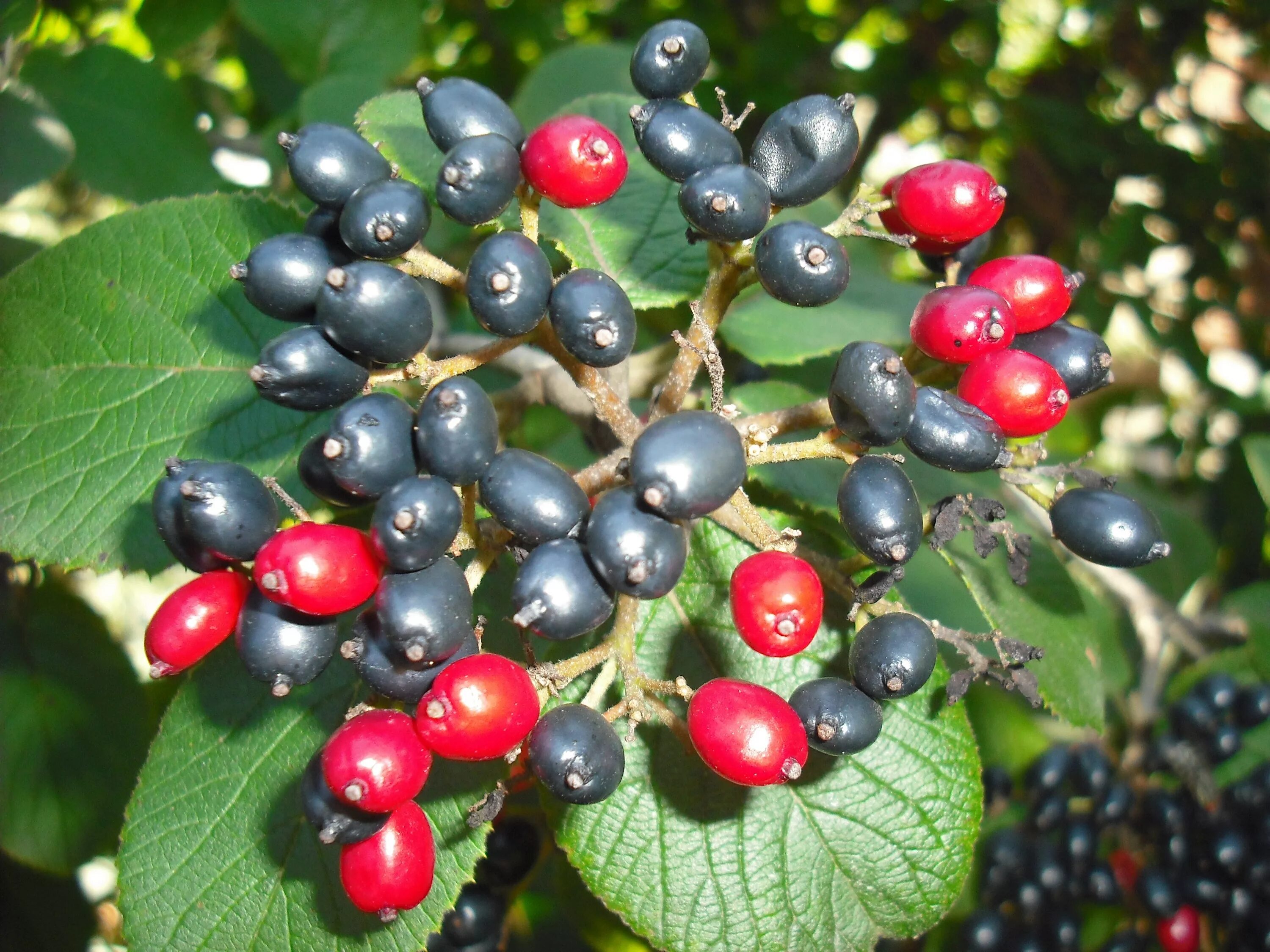Названия черных ягод с фото Free Images : fruit, berry, flower, food, red, produce, evergreen, black, flora,