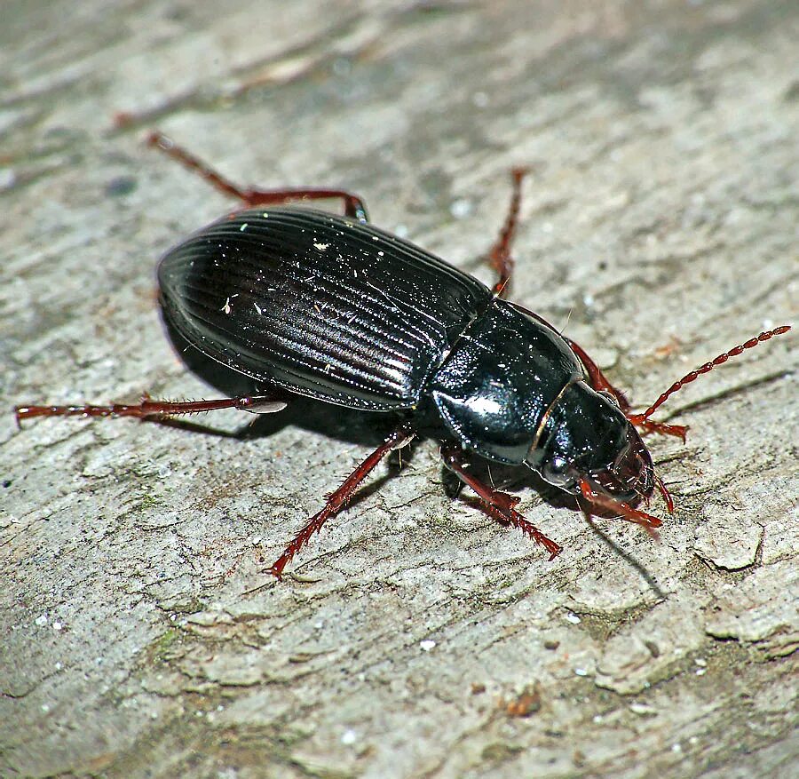 Названия черных жуков и фото В.И. Гуменюк: фотографии жужелиц (Carabidae) и водных жуков (Dytiscidae, Hydroph