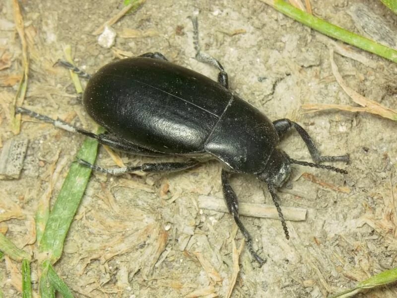 Названия черных жуков и фото Медляк Blaps halophila F.-W., 1832 (Tenebrionidae) - фото Б.М. Лободы