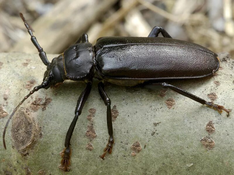 Названия черных жуков и фото Триба Remphanini: Rhaesus serricollis (Motschulsky, 1838) (Cerambycidae) - foto 