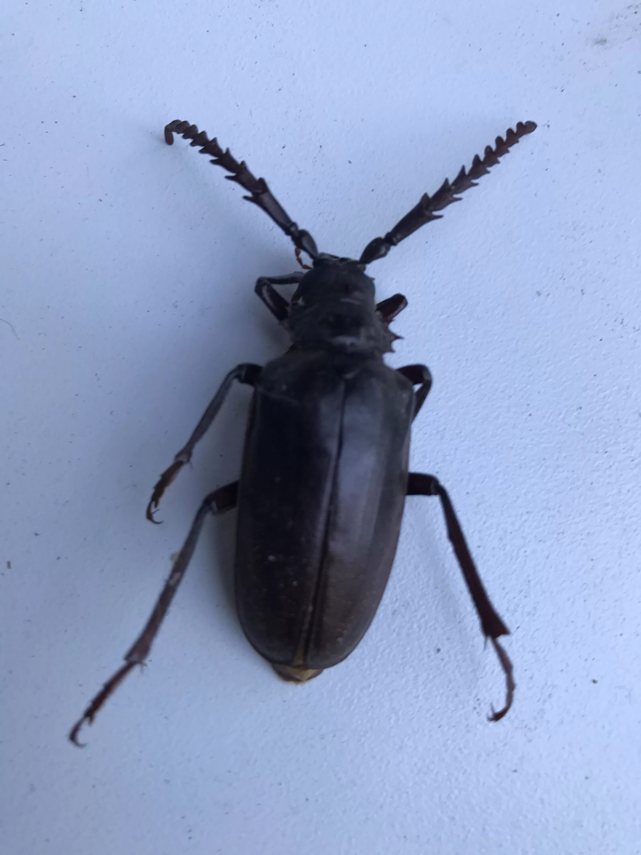Названия черных жуков и фото species identification - What type of beetle is this? - Biology Stack Exchange