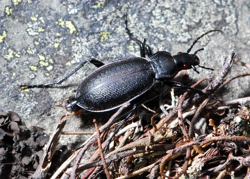 Названия черных жуков и фото Carabidae