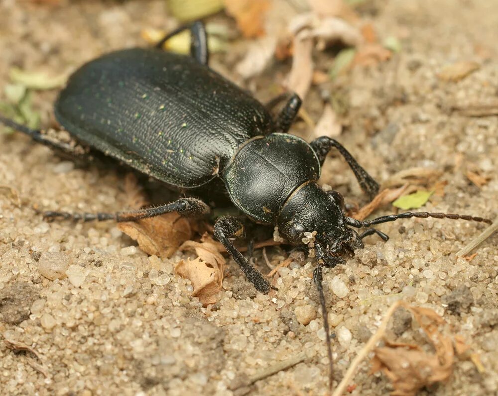 Названия черных жуков и фото MacroID.RU - Calosoma aurupunctatum
