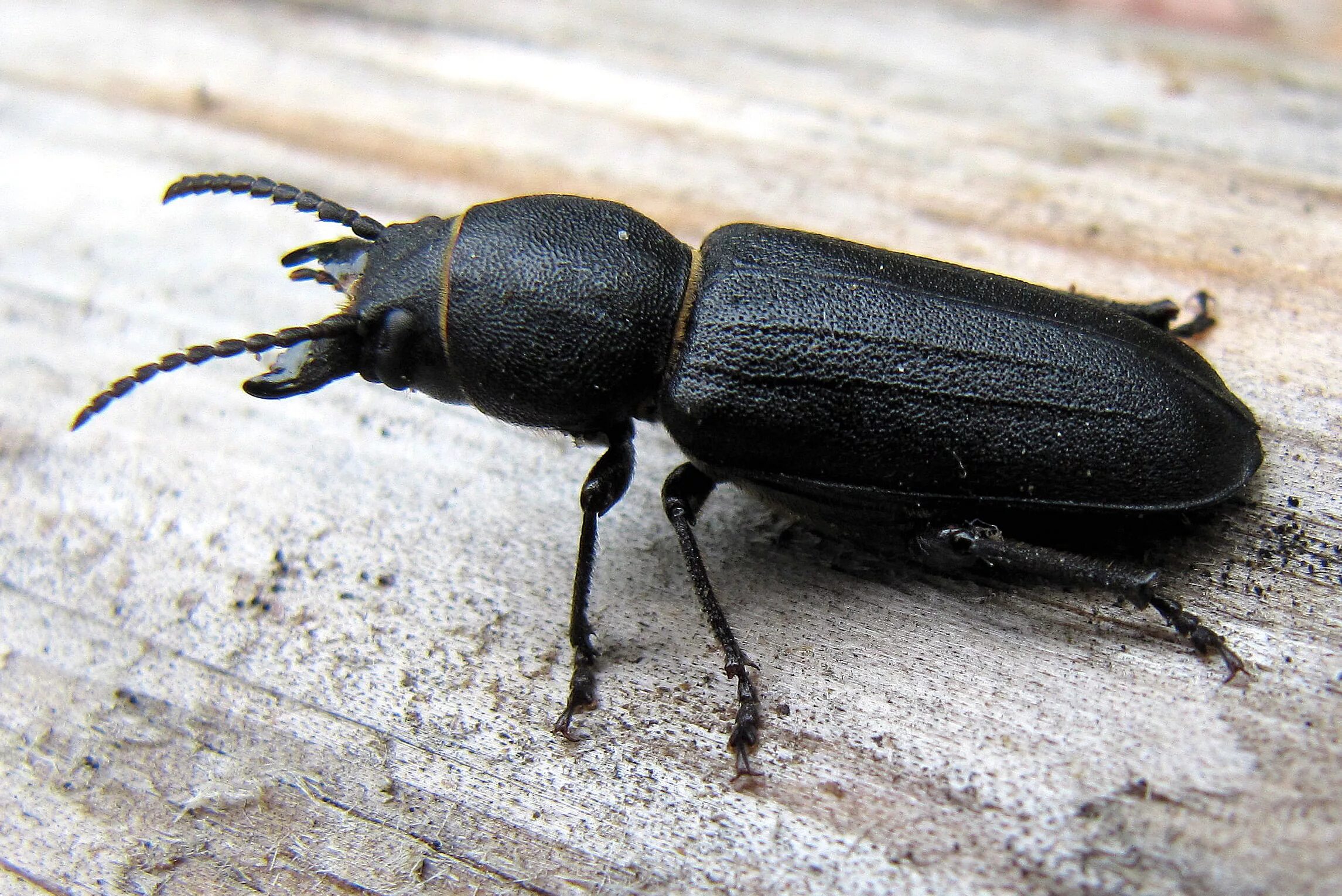 Названия черных жуков и фото С.А. Непоротовский: фотоатлас жуков-усачей (Cerambycidae) Вологодской области