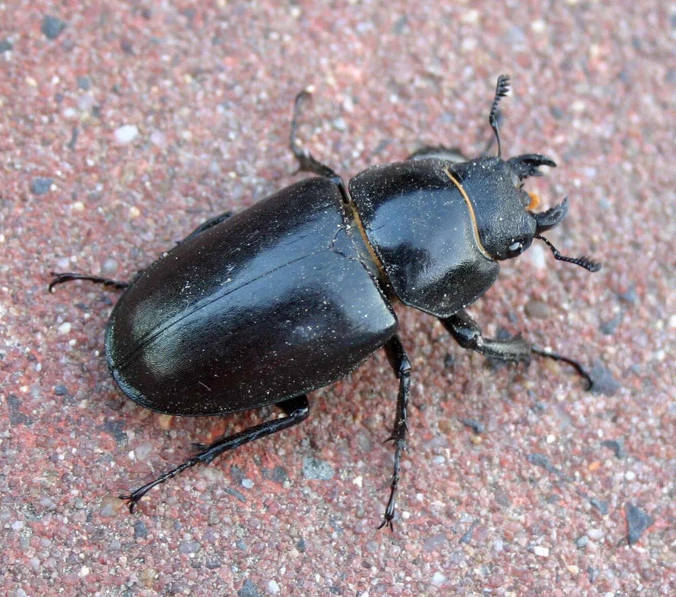 Названия черных жуков и фото File:Lucanus-cervus-femininum-top.jpg - Wikimedia Commons