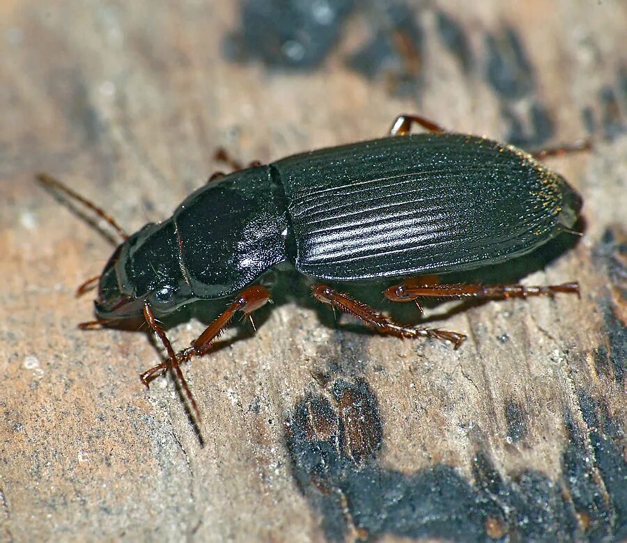 Названия черных жуков и фото В.И. Гуменюк: фотографии жужелиц (Carabidae) и водных жуков (Dytiscidae, Hydroph