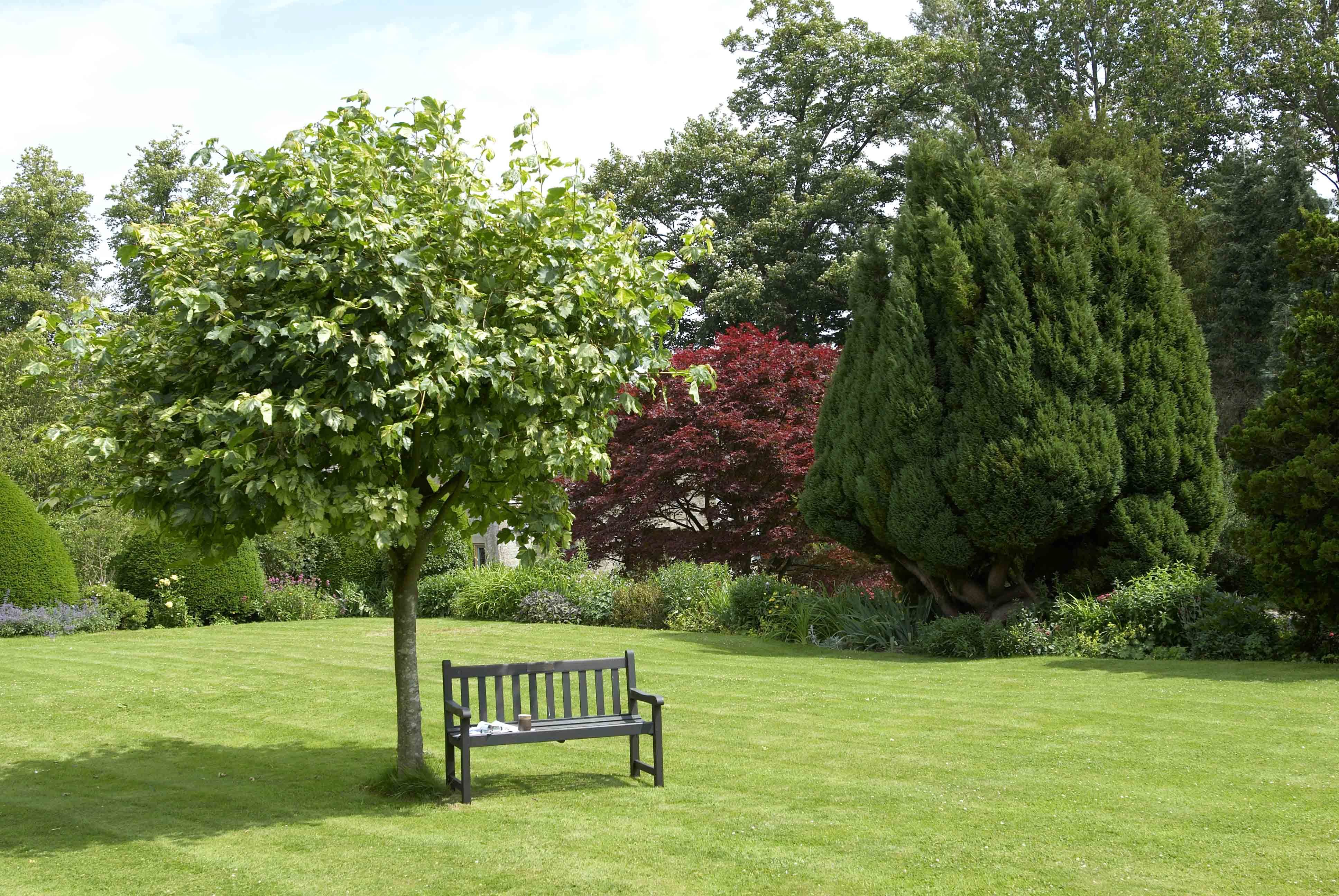 Названия деревьев для ландшафтного дизайна bench in the garden Gartendesign ideen, Gartenbilder, Landschaftsdesign