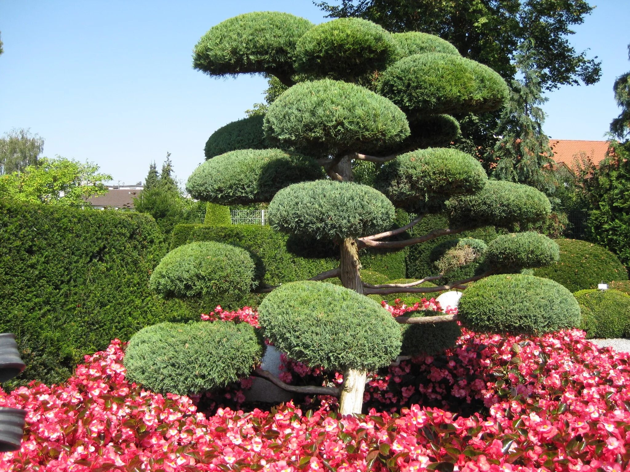 Названия деревьев для ландшафтного дизайна Free Images : tree, nature, flower, spring, green, natural, evergreen, botany, h
