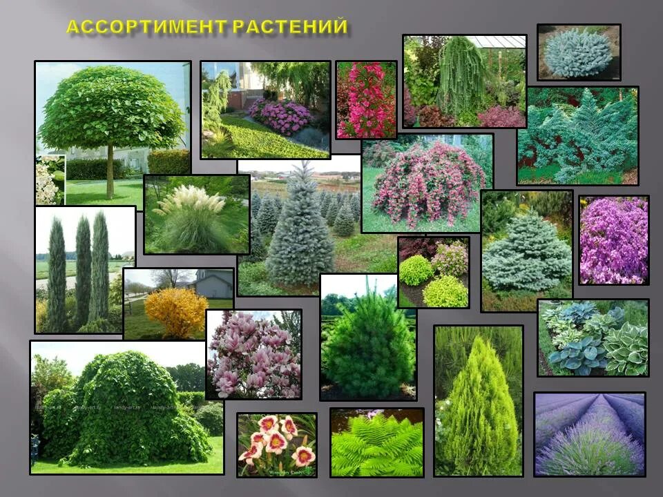 Названия деревьев для ландшафтного дизайна Белая Акация ландшафтный дизайн