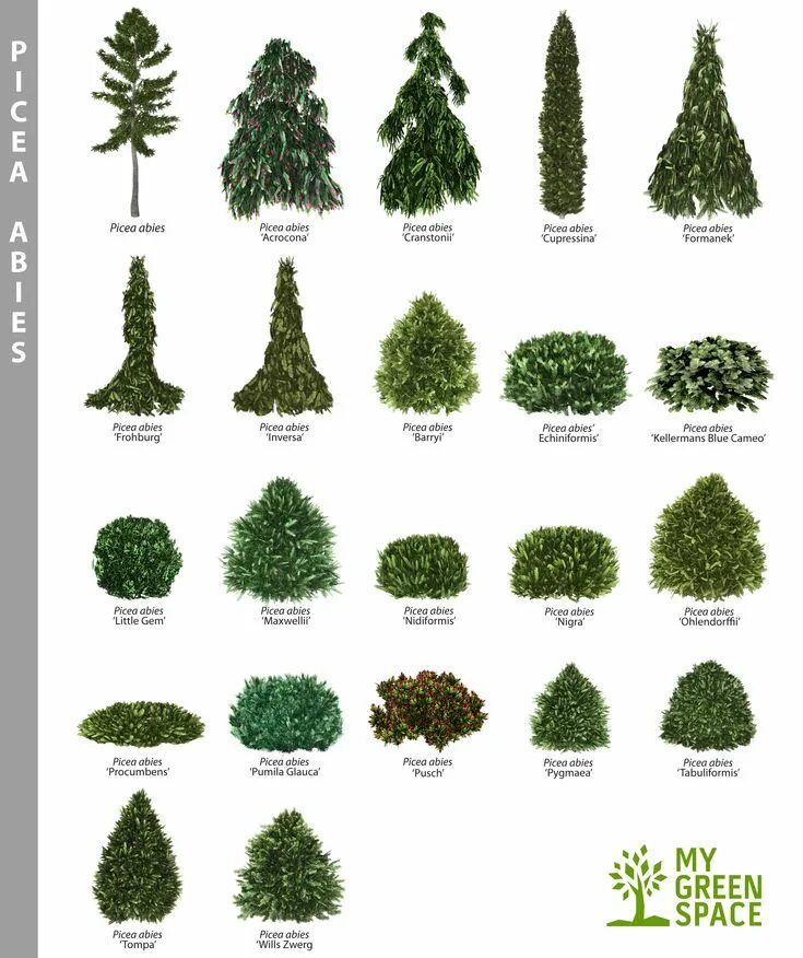 Названия деревьев для ландшафтного дизайна Pin on Flower Evergreen garden, Landscaping trees, Conifers garden