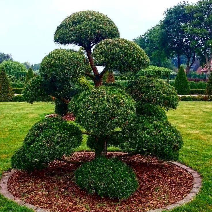Названия деревьев для ландшафтного дизайна Bildergebnis für Japan-Wiesenputzer, Japanese garden plants, Front garden landsc