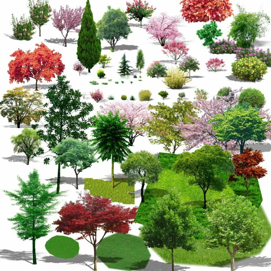 Названия деревьев для ландшафтного дизайна Trees and shrubs - 61 photo