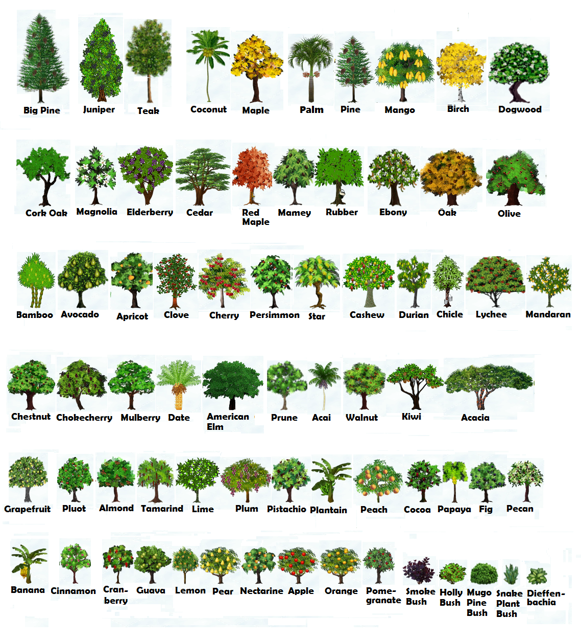 Названия деревьев для ландшафтного дизайна CHOP AND SHAKE TREES HEIGHT and GROWTH Tree identification, Trees to plant, Tree