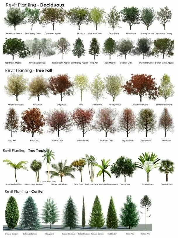 Названия деревьев для ландшафтного дизайна perennials plan view Landscaping plants, Front yard landscaping, Plants