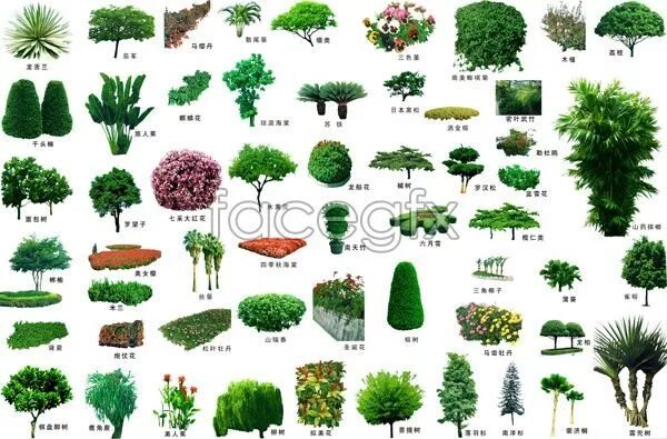 Названия деревьев для ландшафтного дизайна Small Pine Trees Landscaping Landscaping trees, Landscaping shrubs, Tree psd