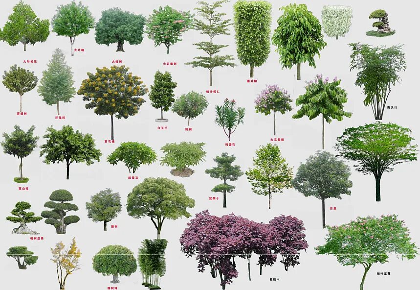 Названия деревьев для ландшафтного дизайна tree Top View, Tree Top, layers, autocad, computeraided Design, Houseplant, View
