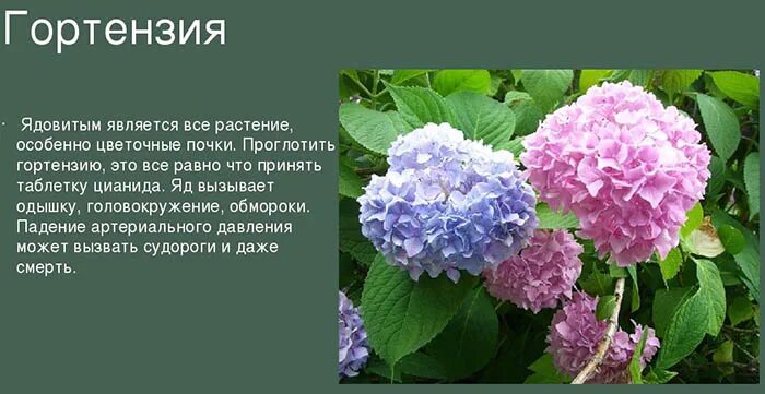 Названия гортензий описание и фото Бесконечное лето гортензия крупнолистная. Описание, фото, отзывы