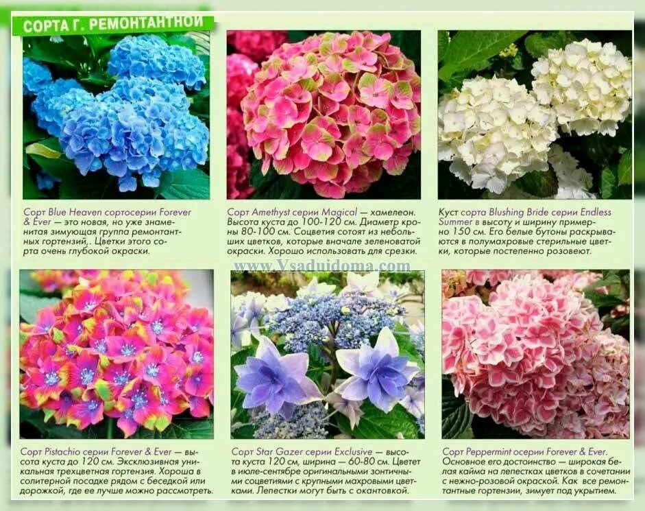 Названия гортензий описание и фото Сорта гортензий и описанием фото - DelaDom.ru