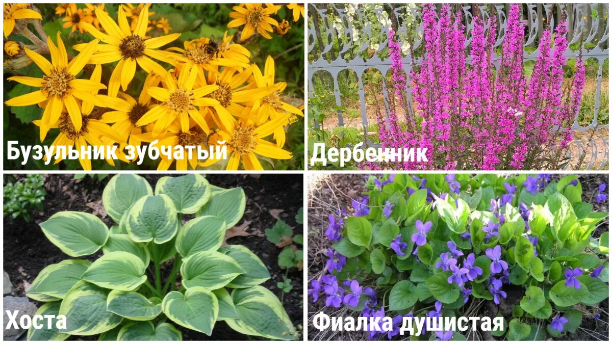 Названия и фото садовых цветов многолетников Фото многолетников с названиями цветов для сада
