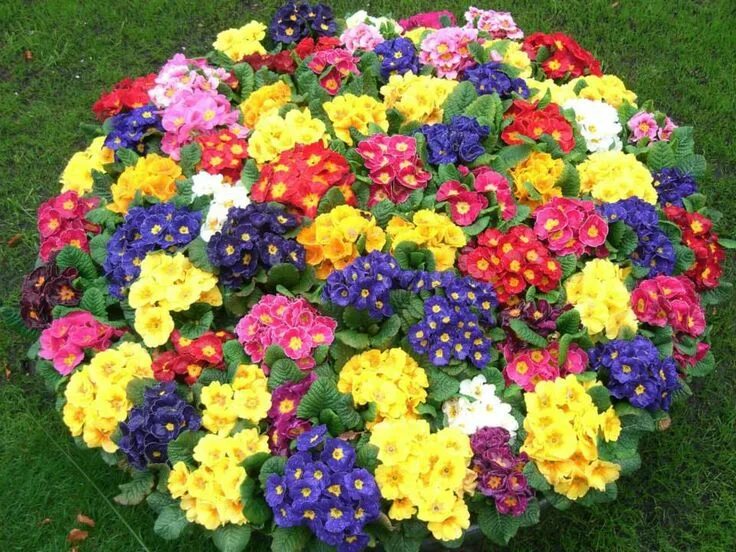 Названия и фото цветов для клумбы цветущие Pin by Lynn Loper-Sakers on FLOWERS & TREES Small flower gardens, Blue passion f
