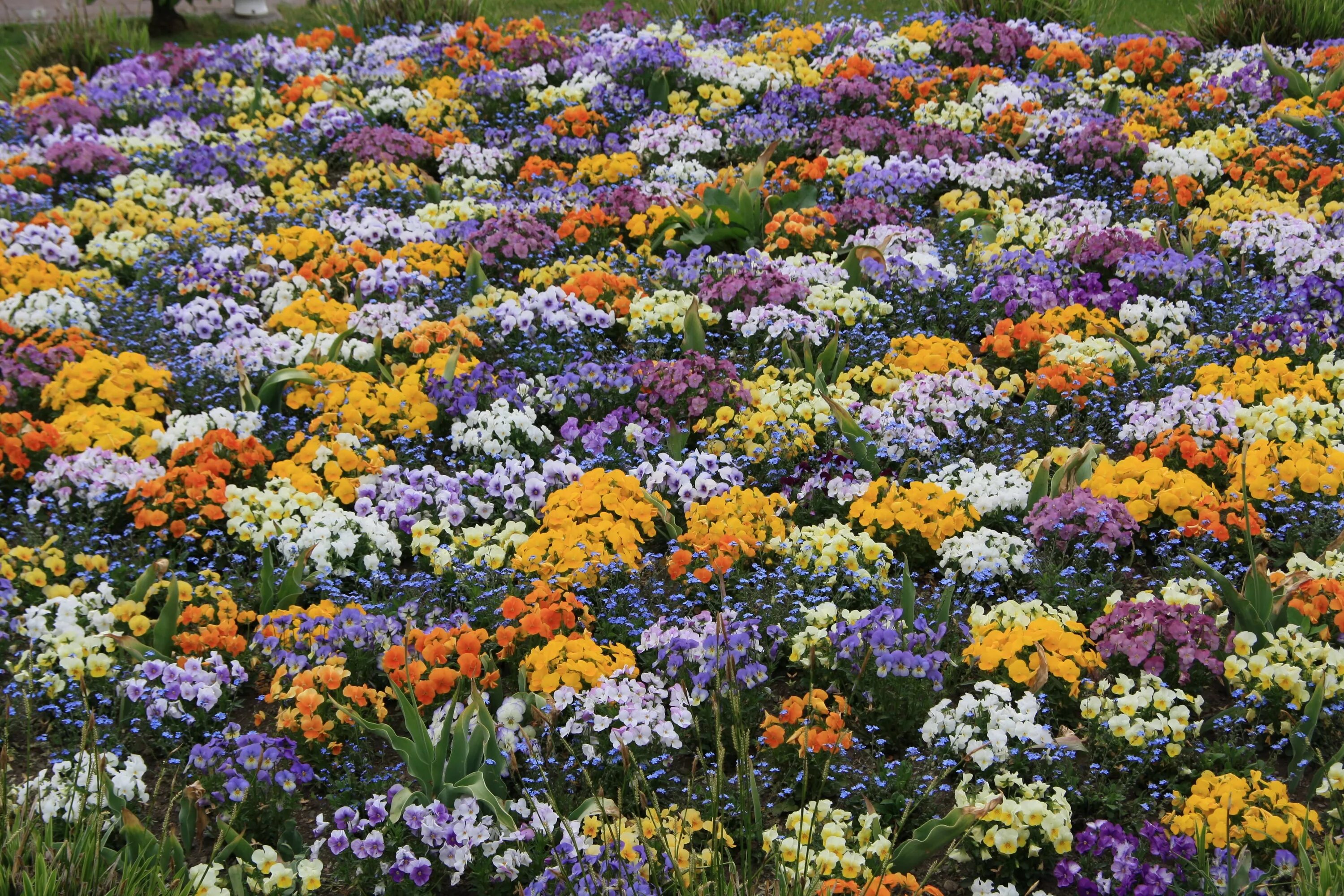 Названия и фото цветов для клумбы цветущие Free Images : park, colorful, garden, flora, wildflower, flower bed, spring flow
