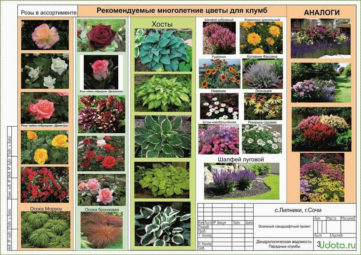 Названия и фото цветов для клумбы цветущие Энциклопедия декоративных растений