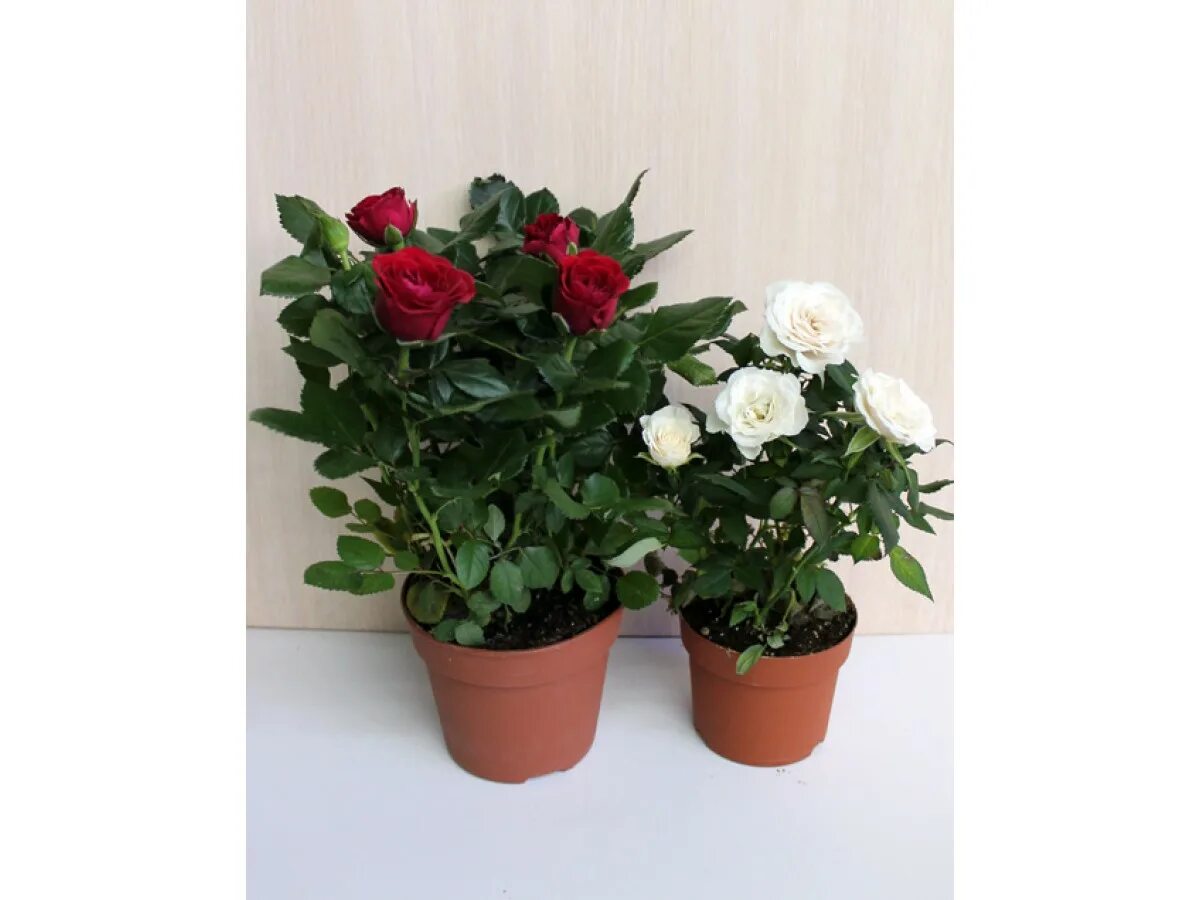Названия комнатных роз фото Роза комнатная - Rose. Уход за комнатной розой, фото