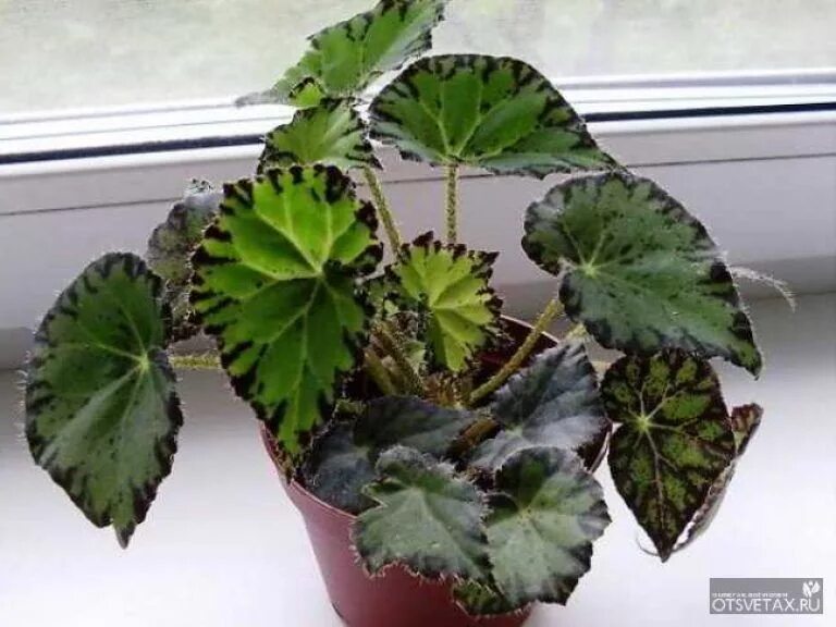 Названия комнатных цветов бегонии фото бегония виды фото и названия размножение Plant leaves, Plants, Garden