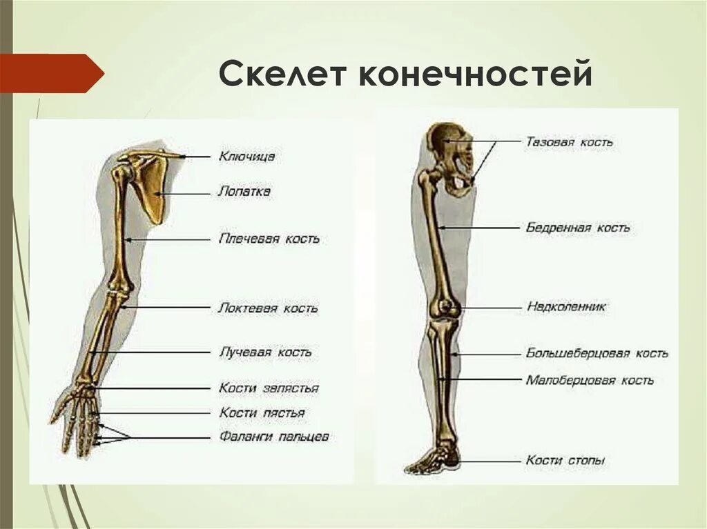 Названия костей ноги человека с фото Где находятся нижние конечности: найдено 90 изображений