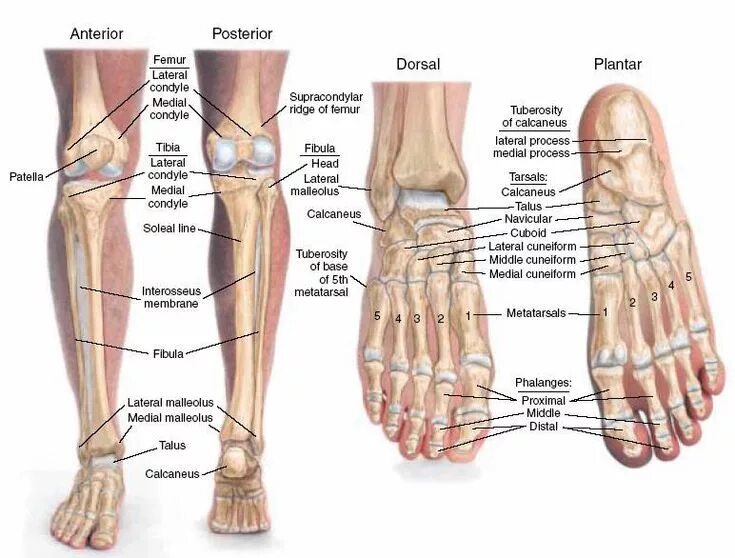 Названия костей ноги человека с фото Bones of The Leg and Foot Cea1.com - Human Body Anatomy Human body anatomy, Anat