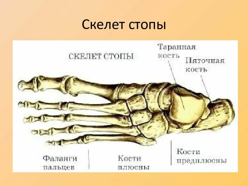 Названия костей ноги человека с фото Скелет пальцев ноги