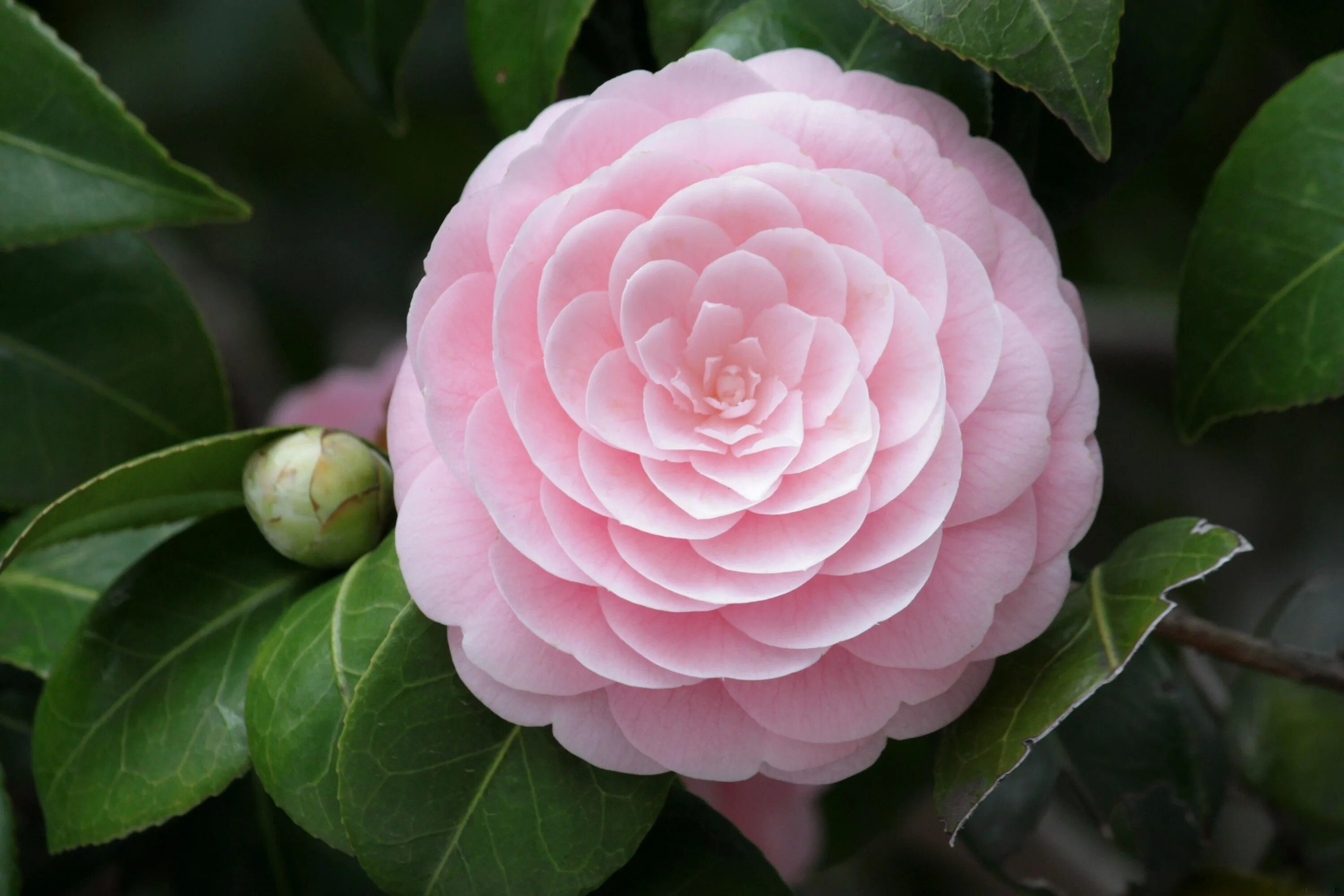Названия красивых цветов с фото камелия Flowers, Luxury flowers, Pretty flowers