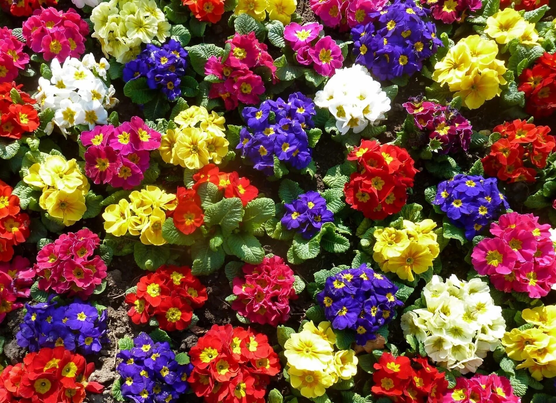 Названия красивых цветов с фото Mobile wallpaper: Greens, Colorful, Ground, Priming, Primrose, Flowers, Bright, 