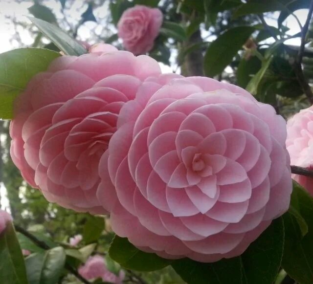 Названия красивых цветов с фото Acid Picdump (96 pics) Fiori, Piante