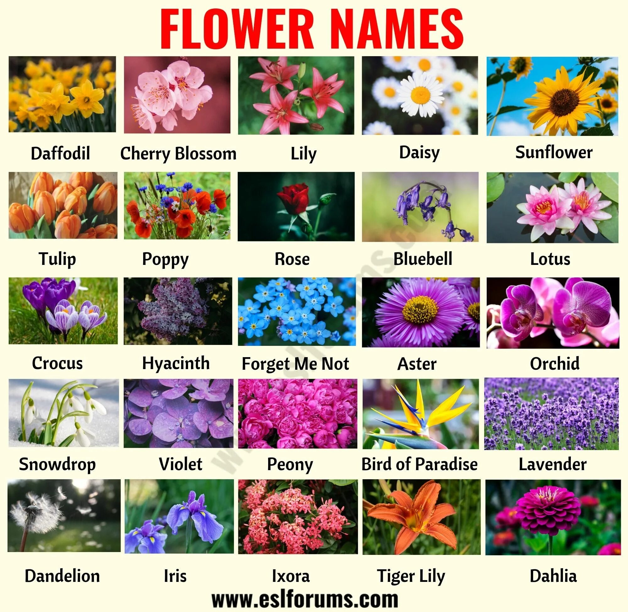 Названия красивых цветов с фото Flower Names: List of 25+ Popular Types of Flowers with the Pictures Flower name
