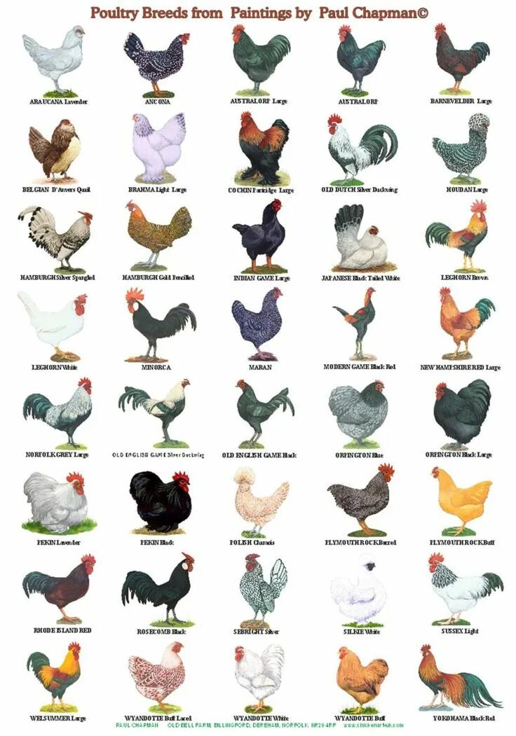 Названия кур фото A4 Affiches. Races de volailles 2 affiches différentes - Etsy Canada Aves de cor