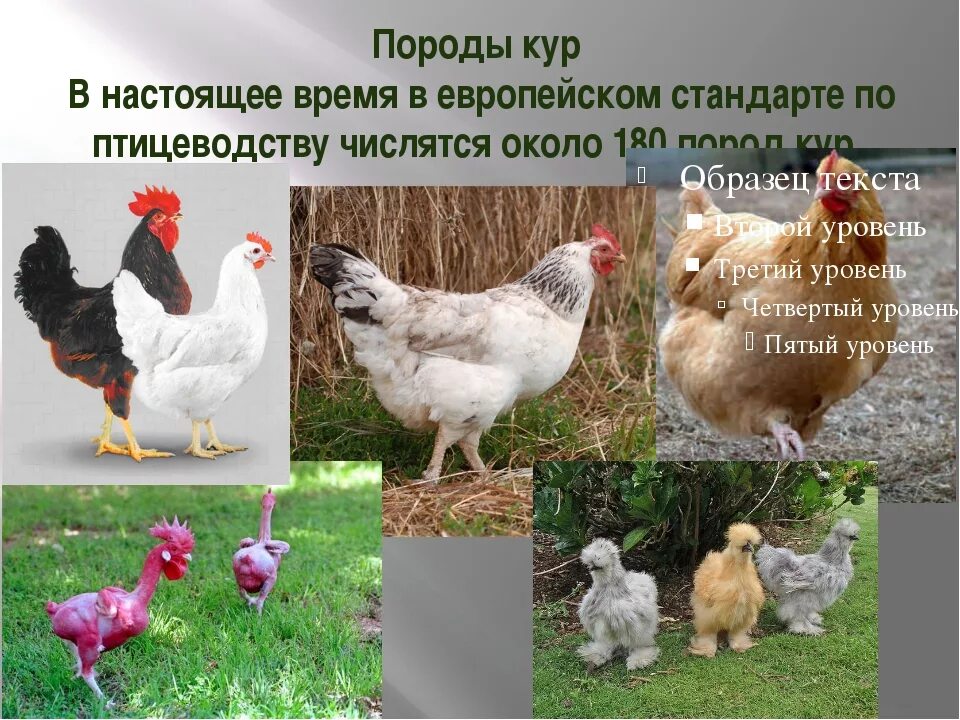 Названия кур фото Курица несушка название