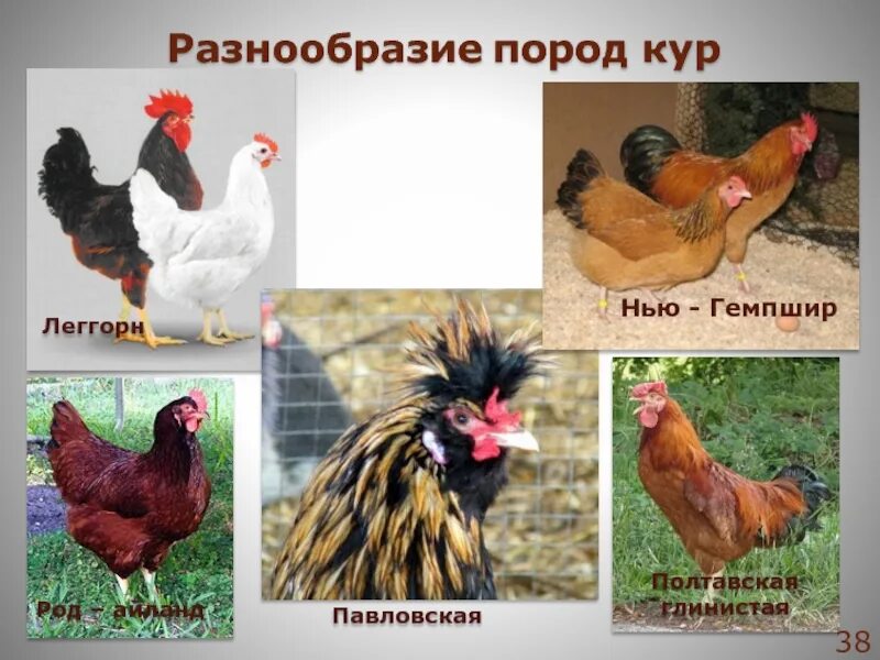 Названия кур фото Породы кур и названием описанием 59 фото - ZooClever.ru