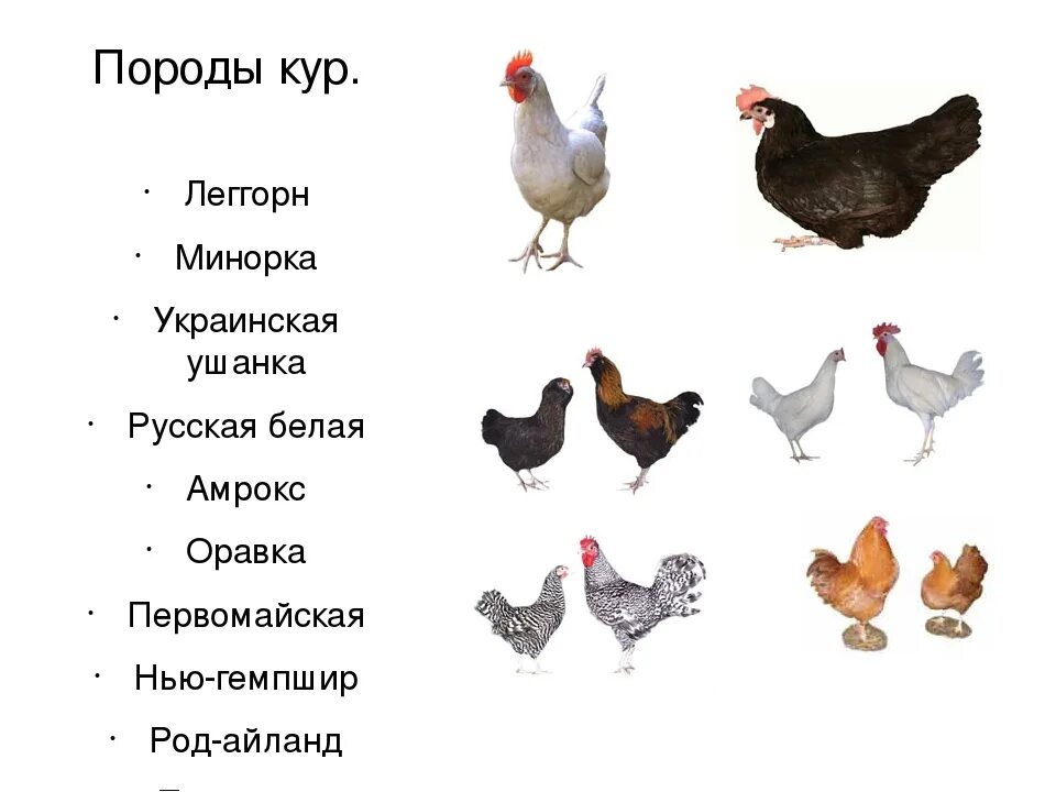 Названия кур фото На какой вопрос отвечает курица: найдено 68 изображений
