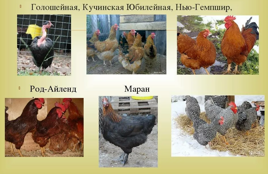 Названия кур фото Чем бройлеры отличаются от несушек ушастая перепёлка Дзен