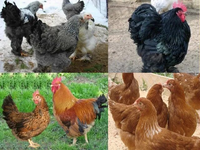 Названия кур фото Презентация "Домашние птицы. Куры"