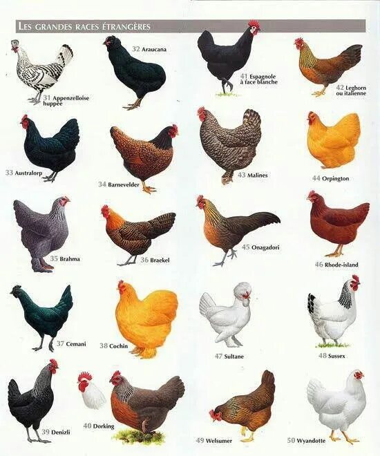 Названия кур фото Chickens Chicken breeds, Raising chickens, Chickens backyard