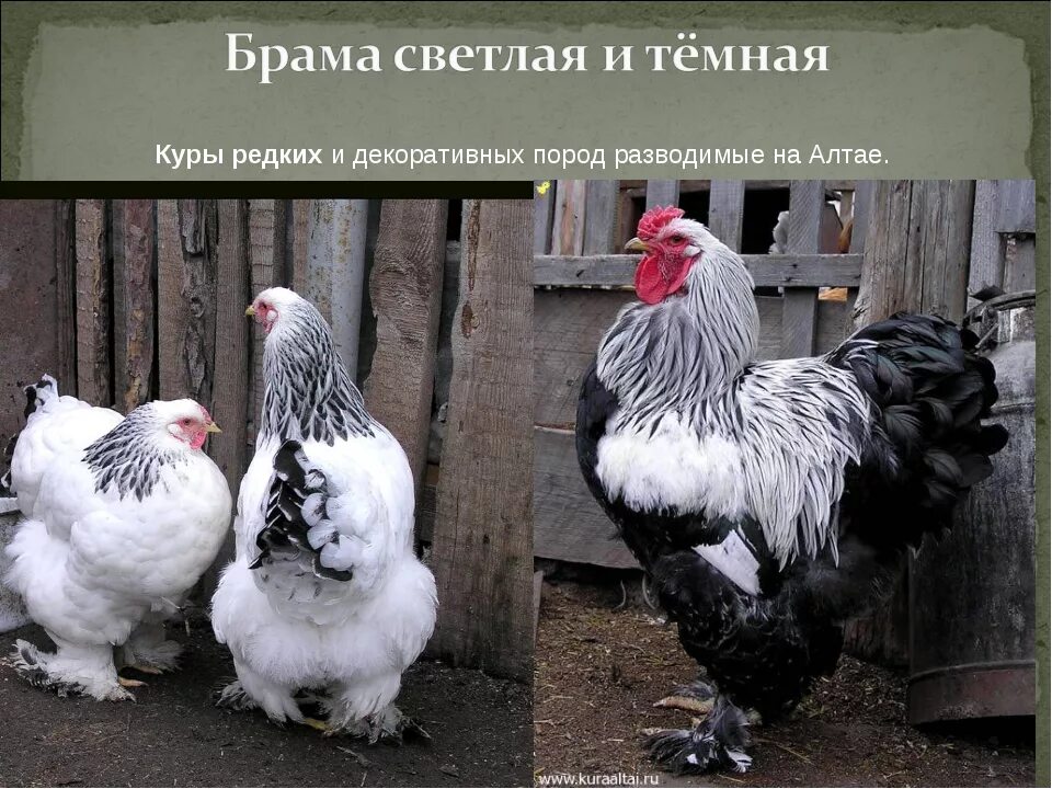 Названия кур фото Какие есть все курицы: найдено 81 изображений