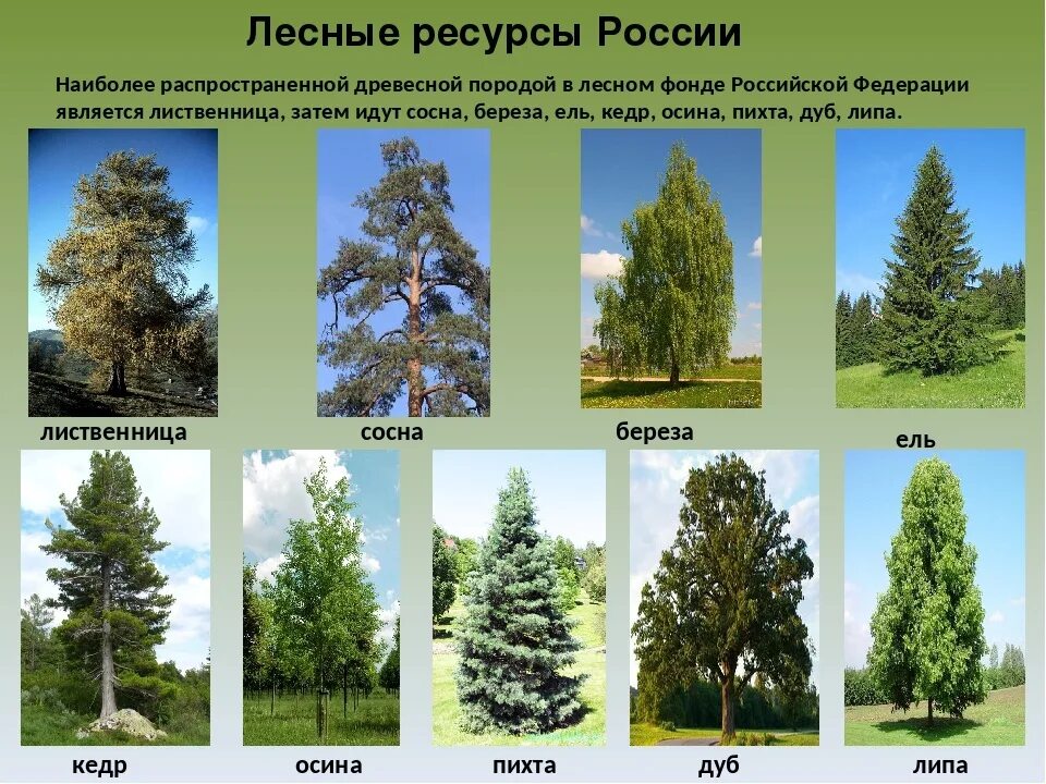 Названия леса фото Лесной относящийся к: найдено 80 изображений