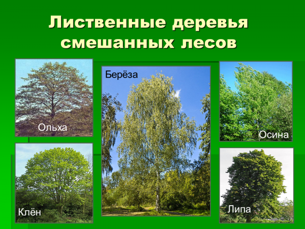 Названия леса фото Презентация на тему Смешанные леса - скачать бесплатно pptx