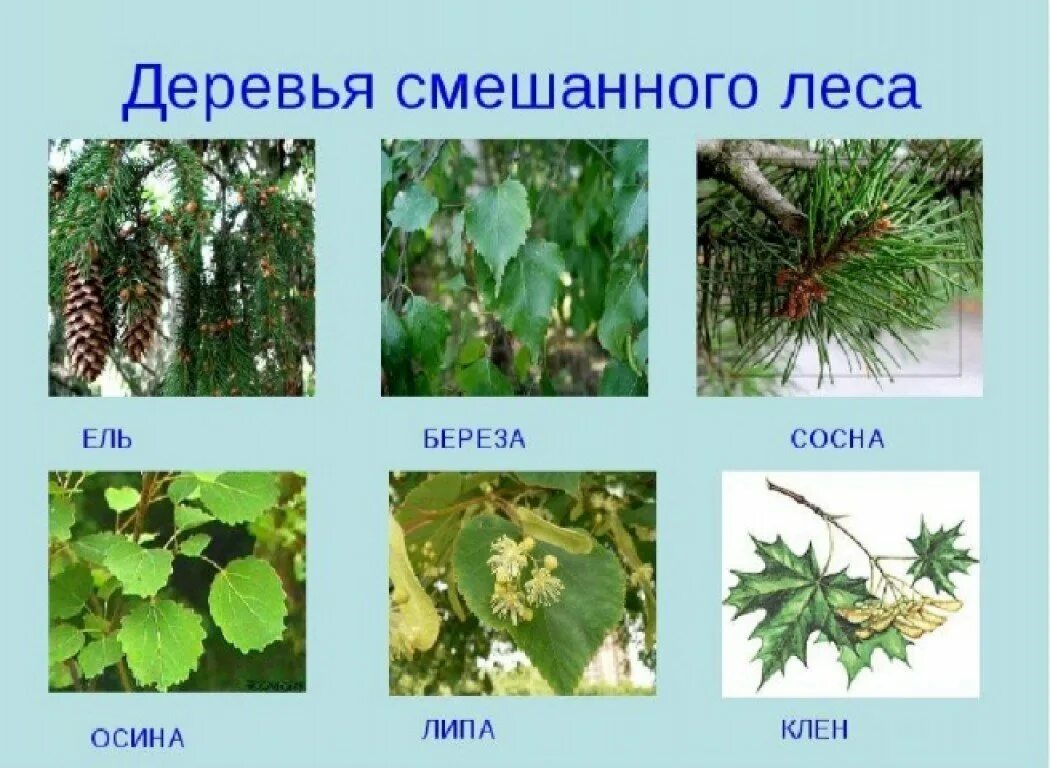 Названия леса фото Картинки ХАРАКТЕРНЫЕ РАСТЕНИЯ ЛЕСА