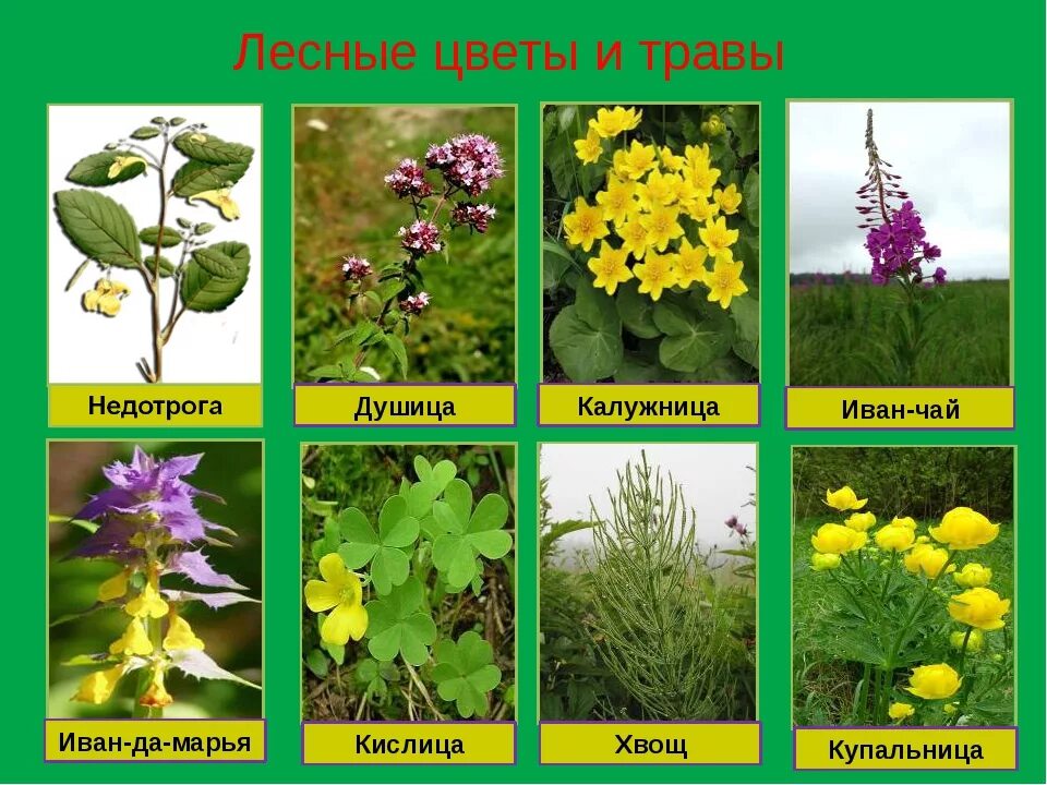 Названия леса фото Картинки лесных цветов с названиями: найдено 89 изображений