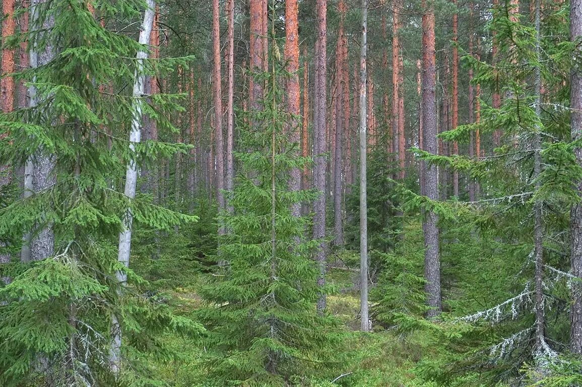 Названия леса фото Еловый лес называют: найдено 90 изображений