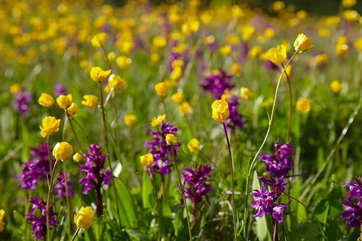 Названия луговых цветов фото Pin by Anka Petrova on Blooming meadows. Plants, Garden, Nature